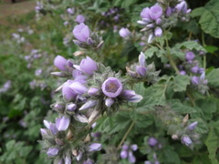 Tarasa capitata