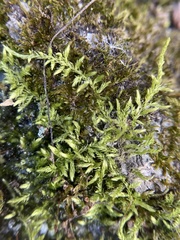 Brachythecium laetum