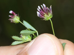 Trifolium variegatum variegatum