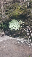 Aeonium glandulosum image