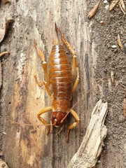 Hemideina ricta