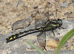 Phanogomphus kurilis