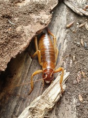 Hemideina ricta