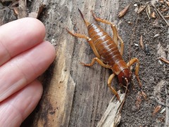 Hemideina ricta