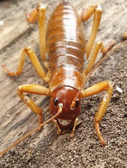 Hemideina ricta