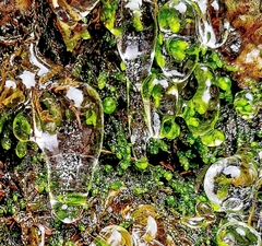 Chiloscyphus pallescens