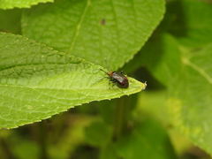 Horciasinus argentinus