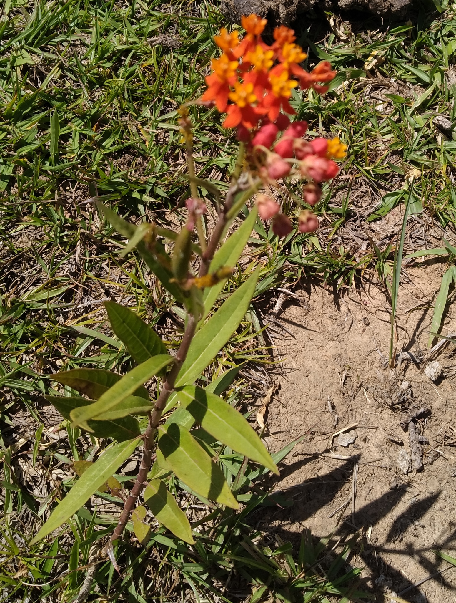 Asclepias curassavica
