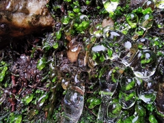 Chiloscyphus pallescens