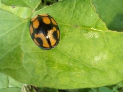 Botanochara angulata