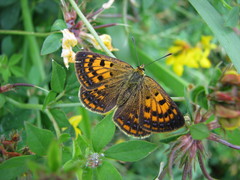 Lycaena salustius