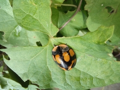 Botanochara angulata