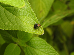 Horciasinus argentinus