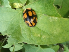 Botanochara angulata