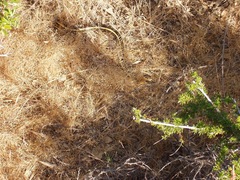 Masticophis lateralis euryxanthus