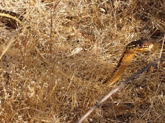 Masticophis lateralis euryxanthus