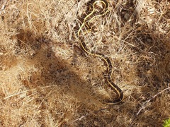 Masticophis lateralis euryxanthus