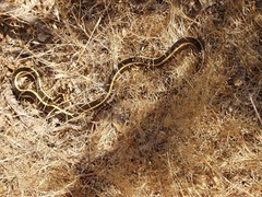 Masticophis lateralis euryxanthus