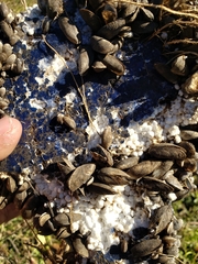 Mytilopsis leucophaeata