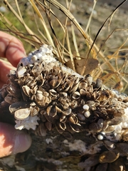 Mytilopsis leucophaeata