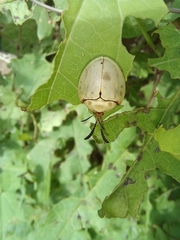 Paraselenis