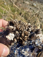 Mytilopsis leucophaeata