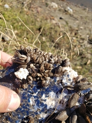 Mytilopsis leucophaeata