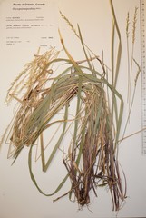 Oryzopsis asperifolia