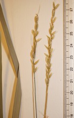 Oryzopsis asperifolia