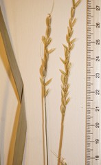 Oryzopsis asperifolia