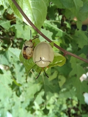 Paraselenis