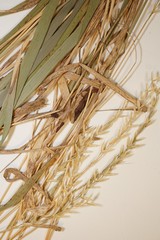 Oryzopsis asperifolia