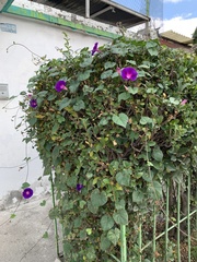 Ipomoea purpurea