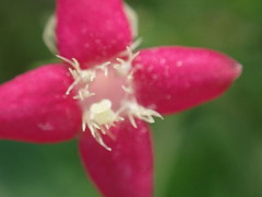 Manettia reclinata