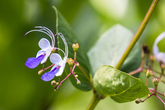 Rotheca myricoides