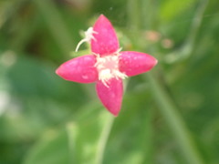 Manettia reclinata