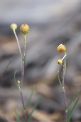 Cotula cotuloides