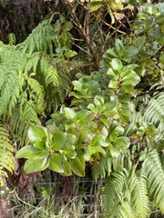 Coprosma ochracea