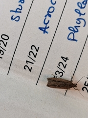 Helcystogramma triannulella