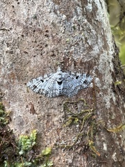 Eupithecia monticolans