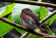 Glaucidium griseiceps