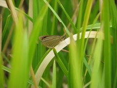 Argyrophenga antipodum