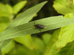 Adurgoa gonagra
