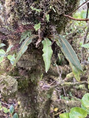 Elaphoglossum paleaceum