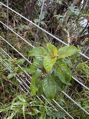 Perrottetia sandwicensis