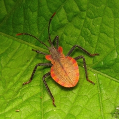 Menenotus lunatus