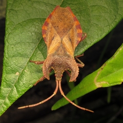 Menenotus lunatus