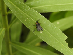 Adurgoa gonagra