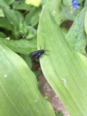 Phymatocera aterrima