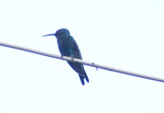 Chalybura buffonii